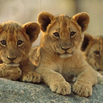 Alternative view of Lion Cubs 63 Piece 3D Puzzle