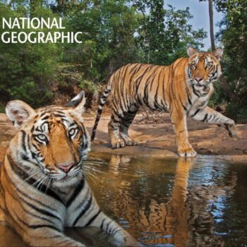 Alternative view of Tigers 500 Piece 3D Puzzle